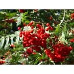 Sorbus aucuparia 'Cardinal Royal' - Sorbier des oiseaux
